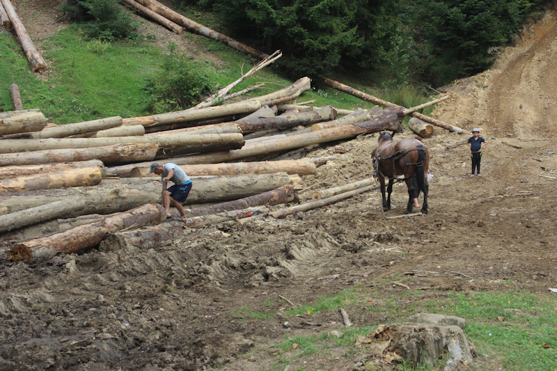 Holzeinschlag in Putna