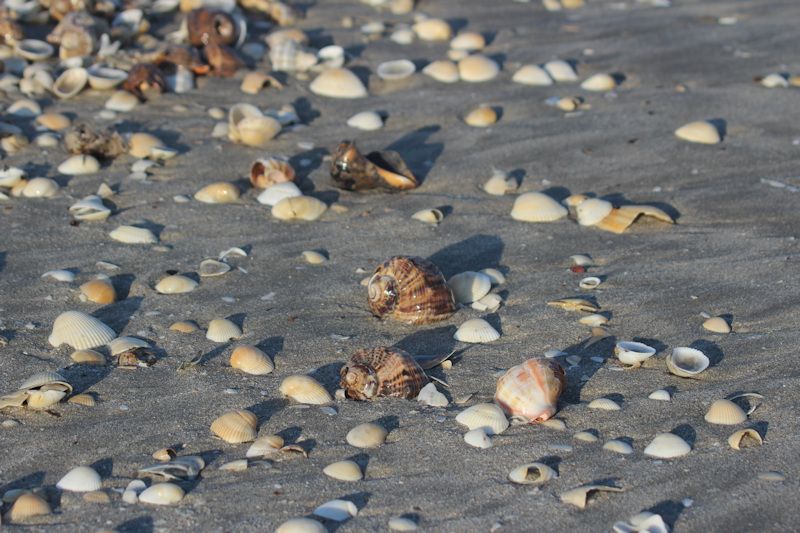 Am Strand von Gura Portitie Am Strand von Gura Portitie