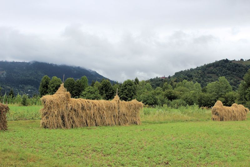 Landwirtschaft in Ceahlau