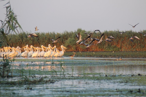 Pelikane im Donaudelta