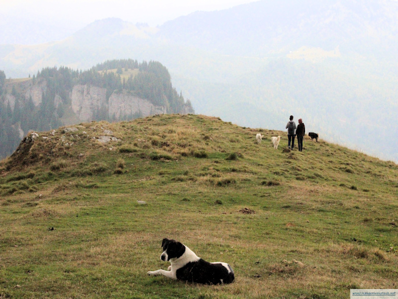 Herdenschutzhunde im Maramures