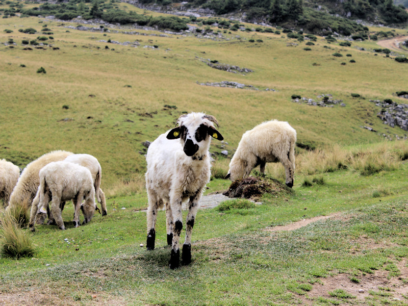 Wanderung im Maramures bei Borsa