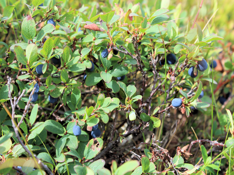 Blaubeeren im Maramures