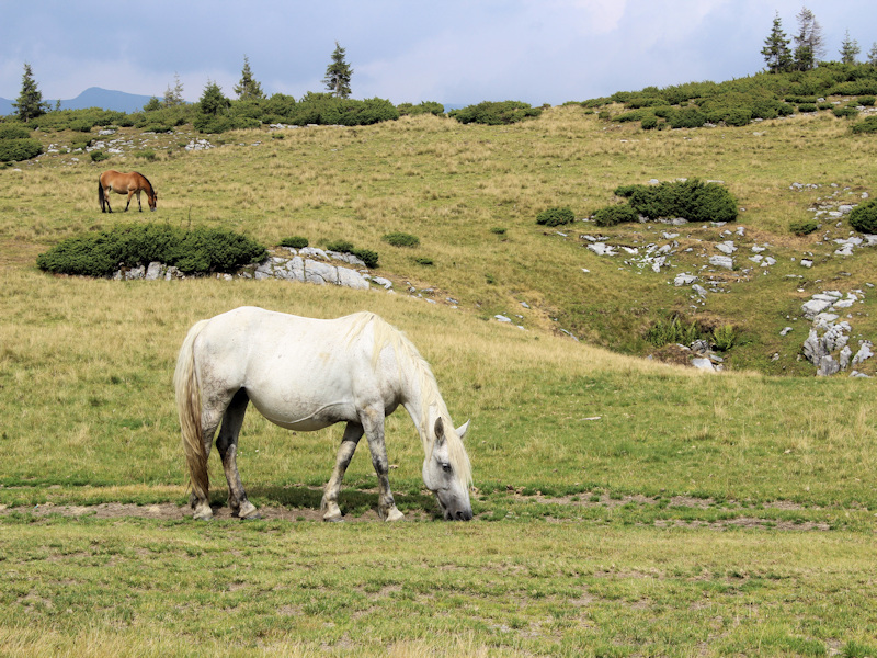 Wanderung im Maramures bei Borsa