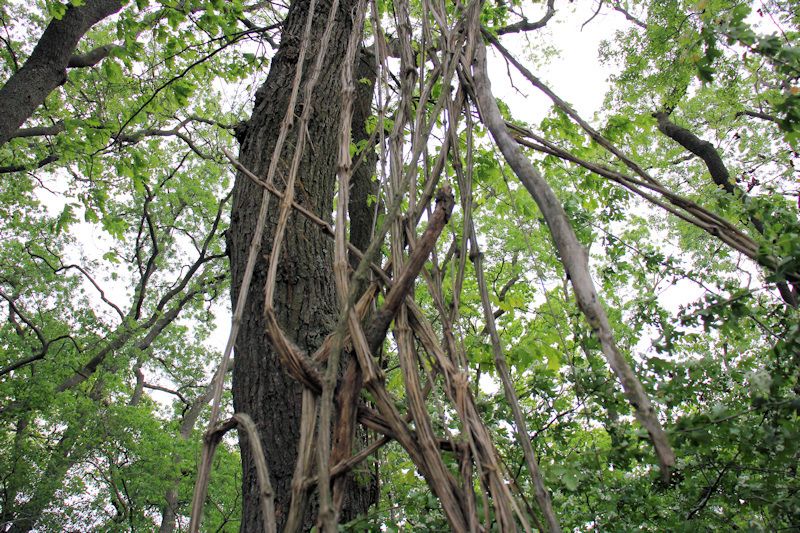 Urwald des Donaudeltas mit Lianen bei Periprava