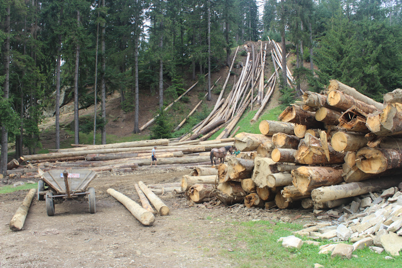 Holzeinschlag in Putna 
