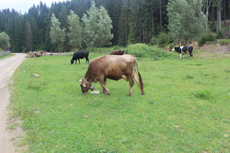Wanderung in der Umgebung von Putna