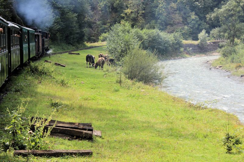 Fahrt mit der Wassertalbahn (Mocănița) Fahrt mit der Wassertalbahn (Mocănița)